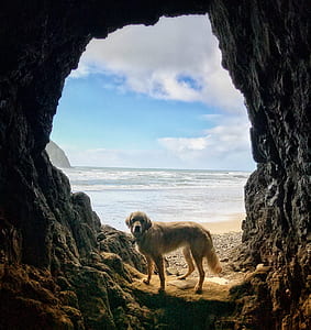 dog inside cave near seashore thumbnail