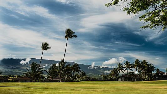 coconut trees under white clouds at daytime thumbnail