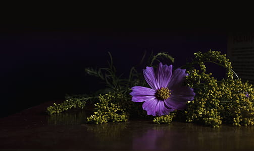 Bright Purple Flower Photo thumbnail