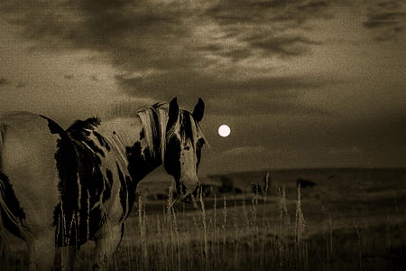 black and white horse during night thumbnail