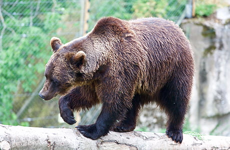 brown bear standing on tree trunk thumbnail