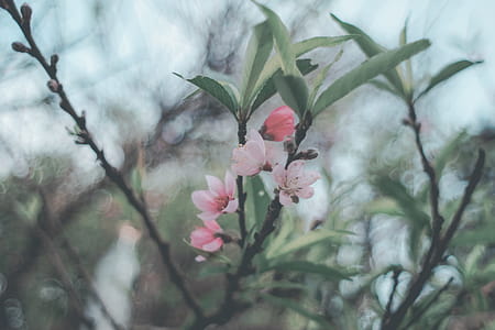 Selective Focus Photography of Pink Petaled Flowers thumbnail