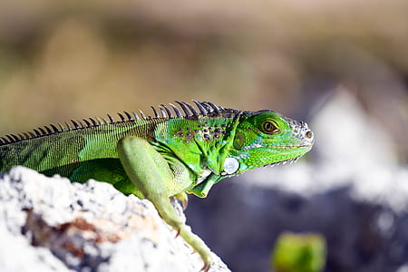selective focus photography of green reptile thumbnail
