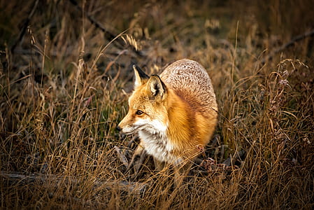 orange fox standing on brown grass field thumbnail