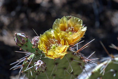 macro shot of yellow flowers thumbnail