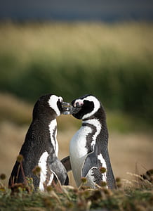 macro shot photography of two penguins thumbnail