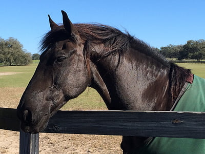 black horse beside green grass during daytime thumbnail