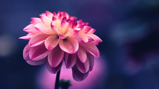 pink flower thumbnail