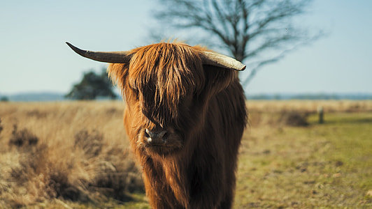 photo of bison calf during daytime thumbnail