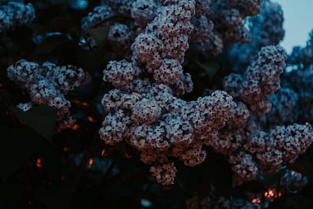 Close-Up Photo of Flowers thumbnail