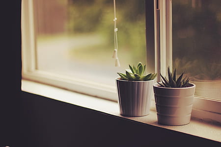 succulent plants in vase beside the windowpane thumbnail