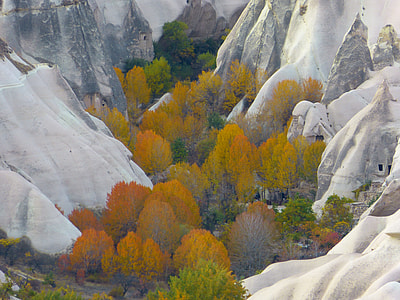 brown and green trees between white mountains thumbnail