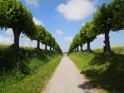 gray pathway between green trees under white and blue sky thumbnail