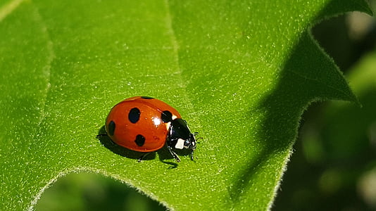 macro photo of orange and black ladybug on green leaf thumbnail