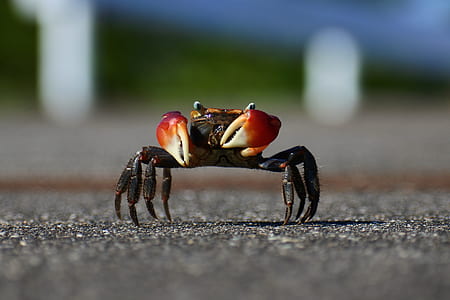 selective focus photography of crab thumbnail