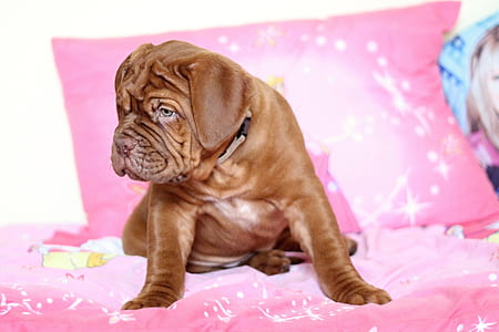red oak French mastiff puppy on focus photo thumbnail
