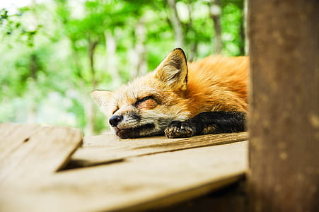 sleeping brown fox thumbnail