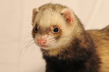 close-up photo of brown ferret thumbnail