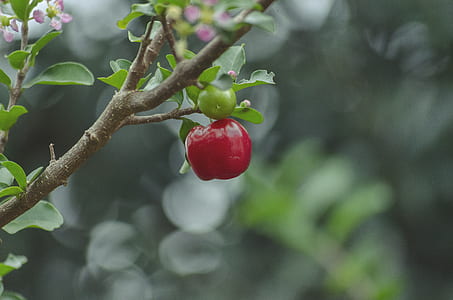 selective focus photo of red fruit thumbnail