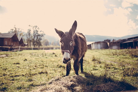 black donkey on green grass field thumbnail