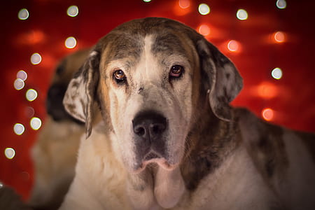 christmas dog, dog, lichterkette, animal portrait, christmas picture, animal picture thumbnail