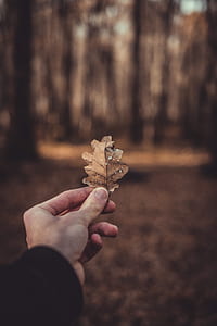 person holding brown leaf thumbnail