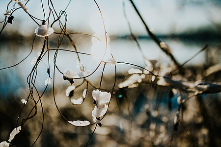 Close-ups of snowy trees thumbnail