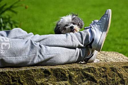 puppy behind person's legs wearing sneakers and sweatpants thumbnail