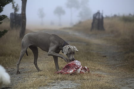 adult gray Weimaraner smelling meat on brown grass thumbnail