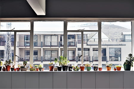 assorted green leaf potted plant lot on shelf beside glass window thumbnail