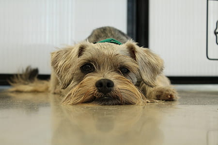 wire-haired gray and tan dog on gray floor thumbnail