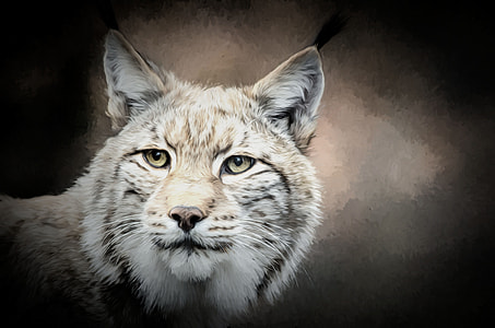 white and brown wild cat painting thumbnail