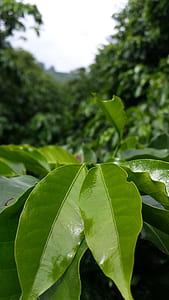 green leaf plant close-up photography thumbnail