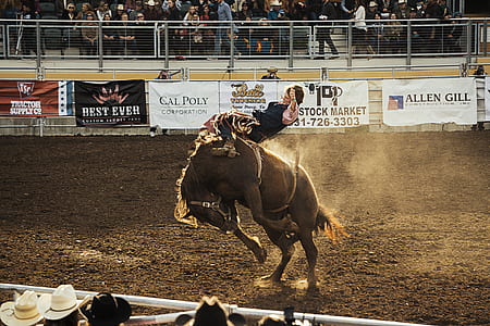 person riding wild brown horse thumbnail