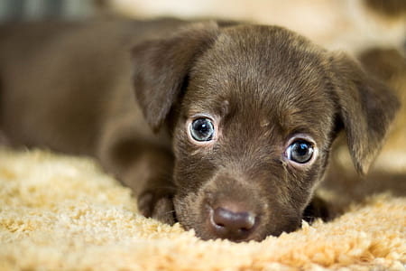 close up photo of black Labrador Retriever puppy thumbnail