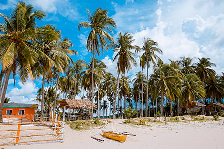 hut surrounded with coconut trees thumbnail