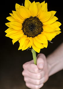 sunflower thumbnail