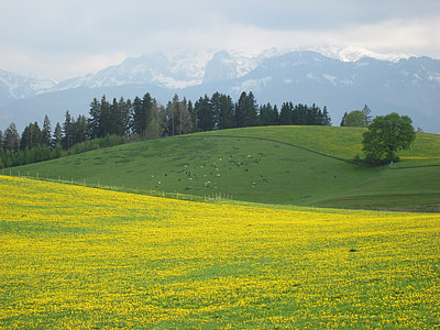 green trees and grass meadow near mountain during daytime thumbnail
