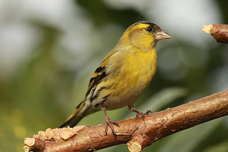 closeup photo of yellow and black bird perching on tree branch thumbnail
