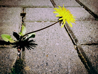 yellow petaled flower thumbnail