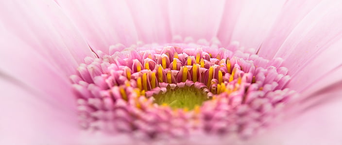 macro photography of pink flowers thumbnail