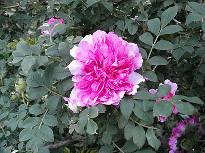 Rose, Pink thumbnail