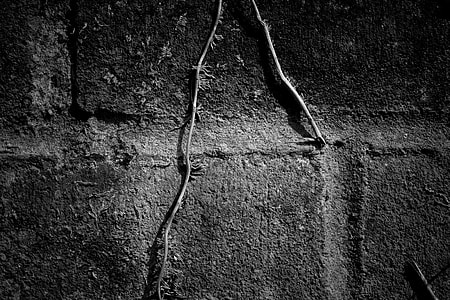 Close-up shot of a brick wall with ivy growing down the centre thumbnail