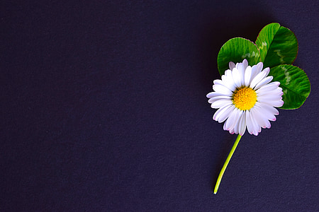 white chamomile flower in bloom thumbnail