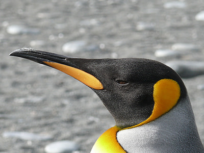 closeup photo of black and orange pigeon thumbnail