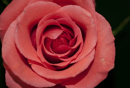 close-up photography of red rose thumbnail