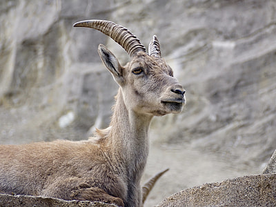 brown deer on mountain thumbnail