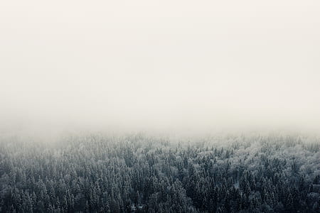 bird's eye view of forest trees covered with snow thumbnail