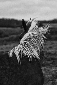 horse leaning back on horizon thumbnail