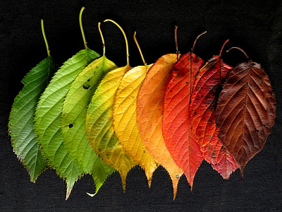 assorted-color leaves thumbnail